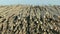 High heap of bamboo poles tied together and pulled behind a small boat down the river ( close up )