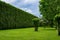 High hedge of evergreen arborvitae thuja near of a green turf lawn.