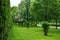 High hedge wall of evergreen arborvitae thuja near of green meadow turf lawn.