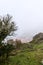 High hill covered in greens and trees with the view of the city covered in mist