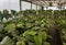 A high humidity greenhouse with many green Philodendrons and Anthuriums in display