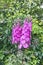 High inflorescence of pink delphinium flowers