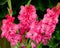 high inflorescences of gladiolus with blooming flowers