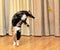 High jumping cat