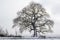 High-key black and white image of a bare Oak tree (Quercus) in winter at Leigh-on-Sea, Essex, England