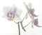 High-key exposure photo of white Phalenopsis orchid flower