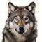 High-key Lighting Grey Wolf Closeup Head Photo With White Background