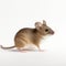 High-key Lighting: Mesmerizing Ultradetailed Photo Of A Brown Mouse