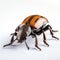 High-key Lighting Rubber Beetle: Ultra Hd 32k Image