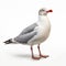High-key Lighting: Ultradetailed Photo Of Seagull In Crisp And Clean Style