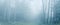 High key panoramic background image of Beech and Oak Forest in Thick Fog
