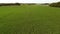 High level aerial fly forward clip over an arable crop of maize