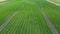 High level aerial forward fly clip over an arable crop of carrots