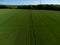 High level aerial view over a wheat arable crop field in rural England farmland