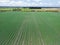 High level aspect aerial view of a crop of onions in the rural English countryside