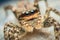 High magnification of Marpissa muscosa female jumping spider colorful eyes