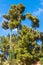 High Mediterranean Pine trees forest
