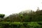 High Misty Mountain Tea Fields