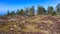 High moor on the Hornisgrinde mountain, Black Forest. Baden Wuerttemberg, Germany, Europe