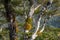 High mountain beech tree covered with moss