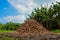 High mountain of coconut`s shells