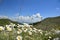 High mountain herb flowers, central Italian Apennines