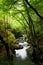 High mountain stream in forest