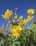 High mountain wild sunflowers arnica flower wildflowers