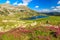 High mountains,pink rhododendrons and glacier lake,Retezat mountains,Romania,Europe