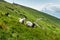 High in the mountains shepherds graze cattle