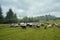 High in the mountains at sunset shepherds graze cattle among the panorama of wild forests and fields of the Carpathians