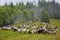 High in the mountains at sunset shepherds graze cattle among the panorama of wild forests and fields of the Carpathians