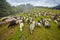 High in the mountains at sunset shepherds graze cattle among the panorama of wild forests and fields of the Carpathians