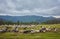 High in the mountains at sunset shepherds graze cattle among the panorama of wild forests and fields of the Carpathians