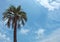 high natural coconut palm tree with blue sky as background.