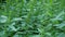 High Nettle plants in evening summer forest close up