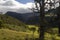 A high and old green mossy tree in middle of an andean countryside forest