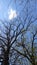 High old oaks against a blue spring sky