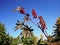 high ornamental plant castor on blue sky background