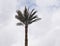 A high palm tree from the Egyptian countryside