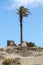 High palm tree in Haria city,