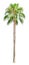 High palm tree isolated