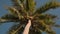 High palm tree under blue sky