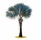 High palm trees (Livistona Rotundifolia or fan palm.) isolated o