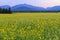 High Peaks Canola Field