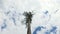 High pine top on a background of blue sky and clouds