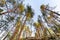 High pine trees low angle view at sunset