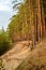 The high pine wood in beams setting the sun