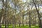 High pines forest in DoÃ±ana National Park