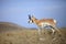 High plains antelope